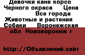 Девочки кане корсо. Черного окраса.  › Цена ­ 65 000 - Все города Животные и растения » Собаки   . Воронежская обл.,Нововоронеж г.